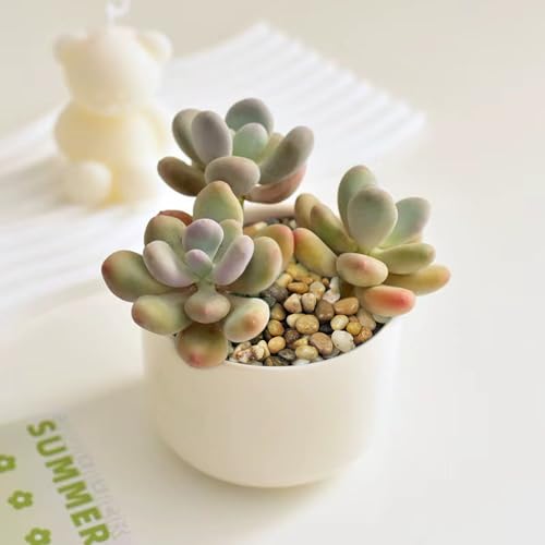 FANTIAN 10 lbs Aquarium Pea Gravel, 3/8 Inch Polished Pebbles. Decorative Stones River Rocks for Succulent Soil Cover, Fish Yank, Vase and Outdoor Garden Landscaping - size: 10 pounds, style: Natural