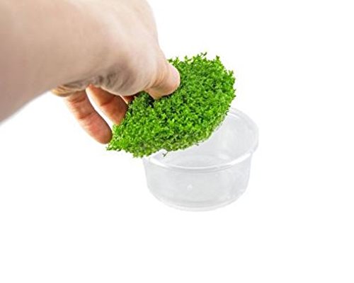 (1-Cup) Dwarf Baby Tears Carpet Imported Direct from Grower Live Aquarium Plants Decoration Tissue Culture for Freshwater Aquatic Plant Tank by Mainam