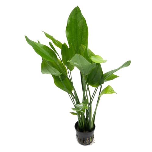 SubstrateSource Echinodorus Grandifolius Sword Live Plant for Freshwater Aquariums, Natural Fish Tank Decorations, and Aquatic Decor (1 Pot (2-3 Plants)) - color: Ech. Grandifolius, size: 1 Pot