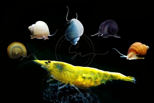 Swimming Creatures™ 10 Golden-Back Yellow Premium High-Grade Neocaridina Shrimp with 3 Mystery Snails