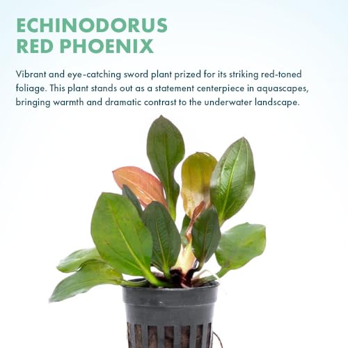 SubstrateSource Live Plants - Echinodorus ‘Red Phoenix’ (Echinodorus sp.) - Medium to High Light, Red Green, Midground to Background Placement, Freshwater Aquascaping Aquatic Plant - Pot - color: Ech. Red Phoenix, size: 1 Pot