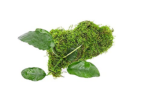 Live Planted Decor - Anubias Barteri & Christmas Moss on Driftwood - Deep Green Leaves with Bright Fronds, Freshwater Aquatic Plant for Foreground to Midground Tank Placement - 1 Pack - color: Anubias Barteri & Christmas Moss on Driftwood, size: Driftwood
