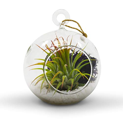 WGV Hanging Terrarium Globe, Width 3", Height 4", DIY Air Succulent Planter, Clear Glass Vase Orb with Flat Bottom, Candle Holder for Windowsill Outdoor Garden Decor, 6 Pieces Bulk - size: 3" Flat Bottom
