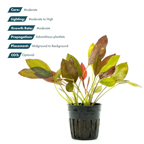 SubstrateSource Live Plants - Echinodorus 'Aflame' (Echinodorus aflame) - Medium to High Light, Deep Red-Burgundy Accent for Midground to Background Freshwater Aquarium Aquascaping - Pot - color: Ech. Aflame, size: 1 Pot