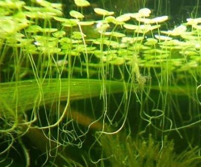 1000+ Live Duckweed – Vibrant Green Floating Plants for Aquariums, Ponds, aquaponics! Great Food for KOI, Goldfish, Turtles, Cichlids! Improves Water Quality! Buy 2 G E T1FREE!