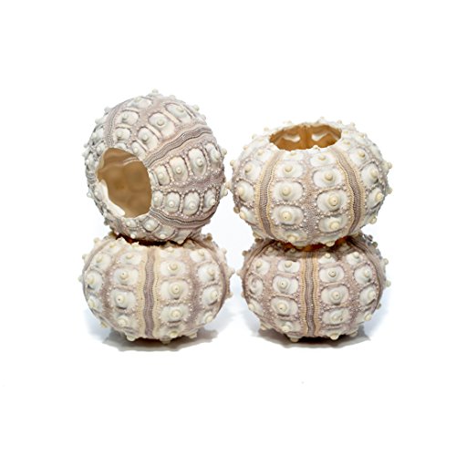 Nautical Crush Trading Sea Urchins Shells for Air Plants - 4 Purple Sputnik (1.5-3") Sea Urchin Shells - Hanging Air Plant Holder - Air Plants Live Holders - Air Plant Pot - No Plants Included - size: 4 Pack