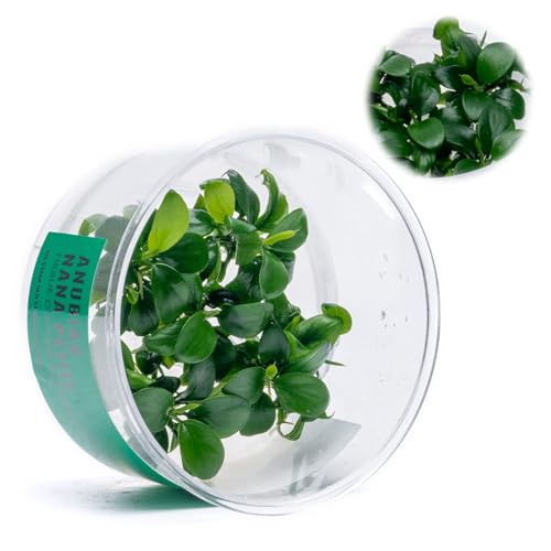 Ultum Nature Systems Anubias Nana Petite Tissue Culture Live Plant for Aquarium, Freshwater Fish Tank, Aquascaping - 100% Snail Free in Vitro - color: Anubias Nana Petite