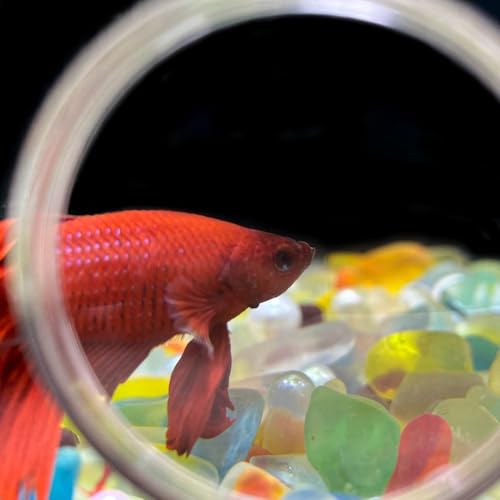 3 Pcs Aquarium Magnifying Acrylic Fish Tank Viewer Small Animal Plant Magnifier with Suction Cup Fish Tank Accessories