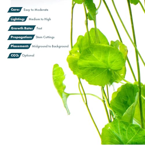 SubstrateSource Live Plant - Japanese Cress (Cardamine lyrata) - Easy to Moderate Care, Medium to High Light, Bright Green Accent, Freshwater Aquatic Plant for Aquascaping - Lead Bunch - color: Cardamine Lyrata, size: Lead Bunch - 1 Pack