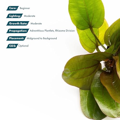 SubstrateSource Echinodorus Reni Sword Live Plant for Freshwater Aquariums, Natural Fish Tank Decorations, and Aquatic Decor (1 Pot (2-3 Plants)) - color: Ech. Reni, size: 1 Pot