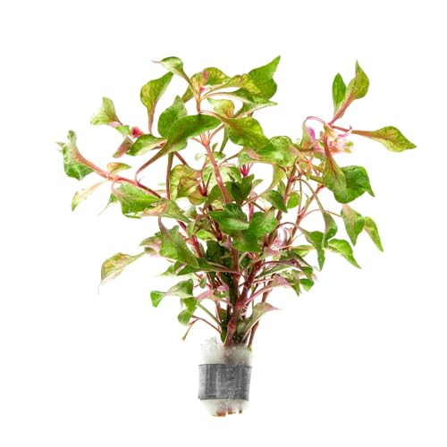 SubstrateSource Alternanthera Bettzickiana - Decorative Live Aquatic Plant for Terrariums and Paludariums - (Bettzickiana, 1 Bunch) - color: Alternanthera Bettzickiana Red, size: Lead Bunch - 1 Pack