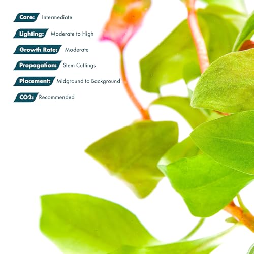 SubstrateSource Live Aquarium Red Stem Plants - Freshwater Aquatic Plant for Fish Tanks, Aquascaping - (Ammania Gracilis, 1 Bunch) - color: Ammania Gracilis, size: Lead Bunch - 1 Pack