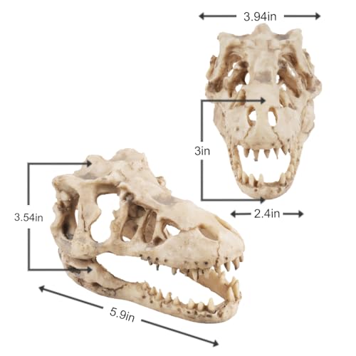 Dinosaur Skull Aquarium Decoration,Fish Tank Décor,6.3"x4"x4" | Hideaway for Fish, Natural Look, Fun Underwater Environment - size: 6.3"