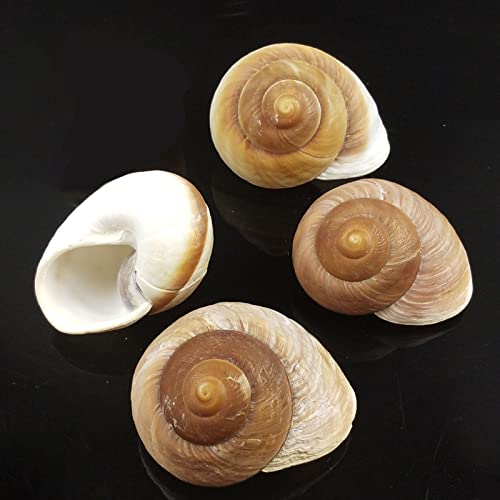 4 Pack Large Hermit Crab Shells, Muffin Snail, Turbo, Giant Land Snail | Hermit Crab House for Fish Tank Aquarium Decoration, Beach Home Decor, Wedding Centerpieces, 2.75"-3"