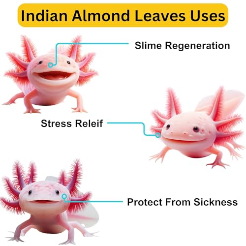 50Pcs Axolotl Indian Almond Leaves for Aquarium 6" Catappa Leaf Litter Natural Habitat Enrichment Supports Slime Coat Health Maintains Water Quality, Tank Accessories