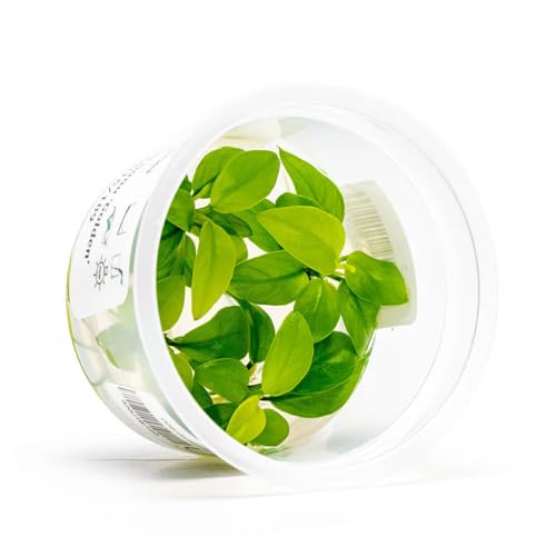 SubstrateSource Live Plant - Anubias Nana Golden - Foreground to Midground Rhizome with Light Green Leaves, Snail-Free in Vitro Aquarium Plant - Tissue Culture - color: Anubias Nana Golden