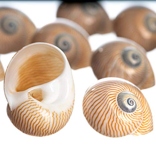 Hermit Crab Shells | Turbo Shells | 12 Natica Lineata Shells 3/4"- 1.5" | Hermit Crab House for Décor | Plus Free Nautical eBook by Joseph Rains