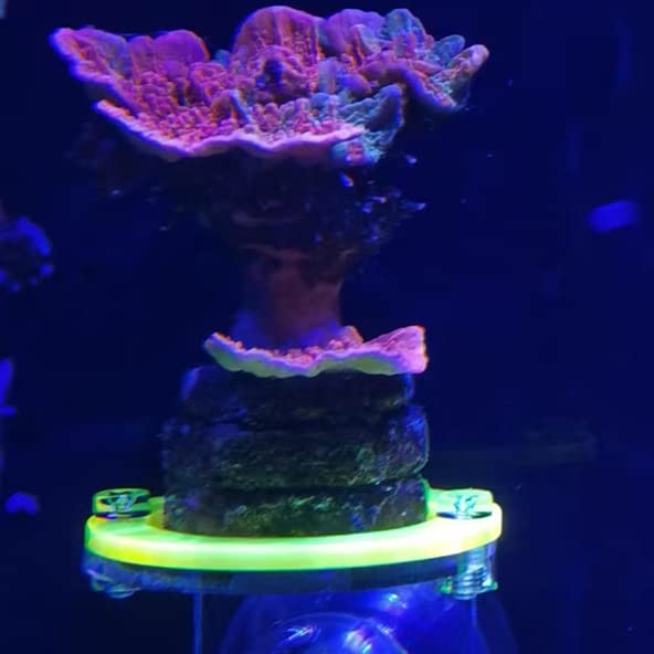 kcrygogo Coral Frag Holder Acrylic Coral Rack with Powerful Suction Cup Suitable for Household Fish Tanks (4pcs Fluorescent Four-Color Single-Hole Acrylic Stand)