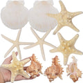 8PCS Large Starfish & Seashells for Crafts – Mixed Hawaiian Scallop Shells, Sea Conch & Starfish, Beach Theme Party Decor Fish Tank Ornaments Painting DIY Wedding Home Decor