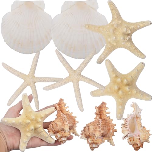 8PCS Large Starfish & Seashells for Crafts – Mixed Hawaiian Scallop Shells, Sea Conch & Starfish, Beach Theme Party Decor Fish Tank Ornaments Painting DIY Wedding Home Decor