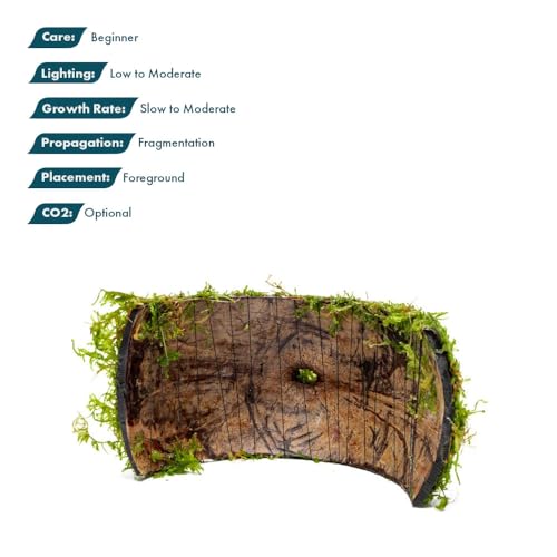 SubstrateSource Live Planted Decor - Christmas Moss (Vesicularia montagnei) on Coconut Shell Bridge - Low Light, Green Freshwater Aquatic Plant, Foreground Aquarium Placement for Aquascaping - 1 Pack - color: Christmas Moss on Bridge, size: Bridge