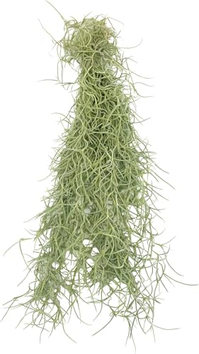ragnaroc Tillandsia Usneoides ‘Thick-Colombian Spanish Moss’ - ragnaroc Indoor Tropical Plant 16” / 6 oz - Live Arrival Guaranteed - Live Air Plant & House Plants for Home Decor & Gift - size: 6 Oz