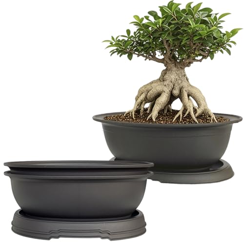 MUZHI 3 Pack Oval Bonsai Training Pot with Drainage Tray, Matte Finish Succulent Growing Pot for Home Garden Plant Outdoor Indoor Container (7.2" Medium) - size: 7.2" Medium