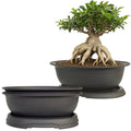 MUZHI 3 Pack Oval Bonsai Training Pot with Drainage Tray, Matte Finish Succulent Growing Pot for Home Garden Plant Outdoor Indoor Container (7.2" Medium) - size: 7.2" Medium
