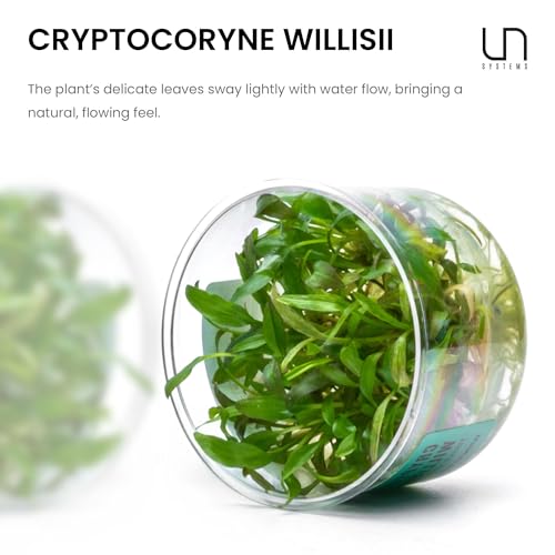 Ultum Nature Systems Cryptocoryne Willisii Tissue Culture Live Plant for Aquarium, Aquascape, Freshwater Fish Tanks - 100% Snail Free in Vitro - color: Cryptocoryne Willisii