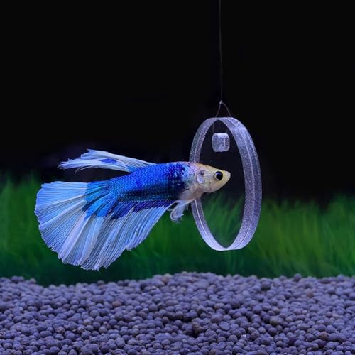 1 Set Betta Fish Training Mirror, 5cm Clear Floating Aquarium Decor for Fish Exercise, Aquarium Decor Floating