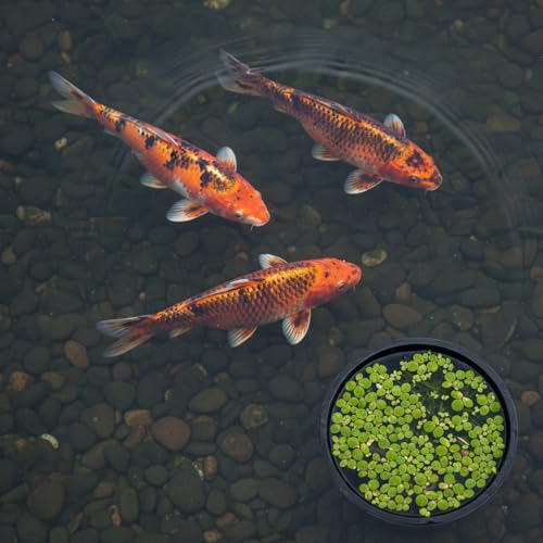 10 Pcs Aquarium Fish Feeding Ring Sets 5 Sizes Floating Plant Barrier Fishes Tank Accessories for Fish Tank Floating Plants Rectangles Circles Black