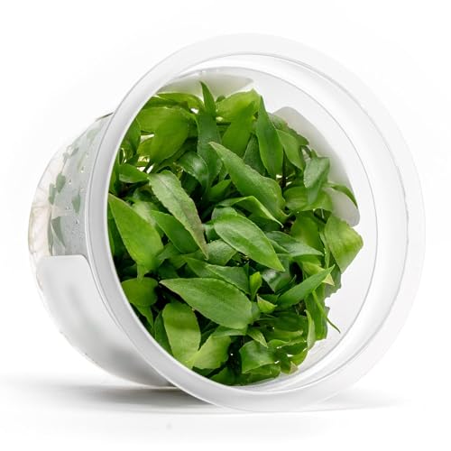 SubstrateSource Live Plants - Kirindoya Brown Crypt (Cryptocoryne thwaitesii 'Kirindoya') - Low to Moderate Light, Olive-Brown Accent, Midground Placement - Rosette Growth - Tissue Culture - 1 Pack - color: Cryptocoryne Thwaitesii Kirindoya Brown