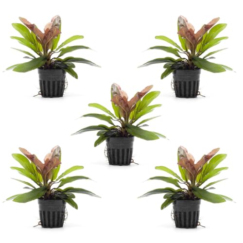 SubstrateSource Live Plants - Echinodorus Red Rubin (Echinodorus ‘Red Rubin’) - Medium to High Light, Red-Green Accent, Midground to Background Placement - Rosette Growth - Pot, 5 Pack - color: Ech. Red Rubin, size: 5 Pots