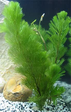 3X Green Cabomba Caroliniana Live Aquarium Plants for Aquatic Freshwater Fish Tank