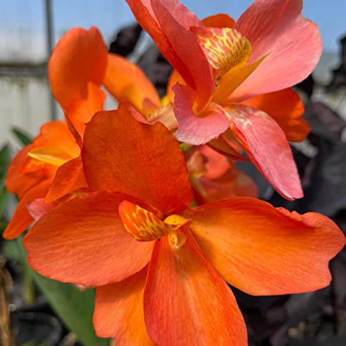 Chalily Canna ‘Chiquita Punch’, a Great Live Pond Plant for Your Water Garden. Filters The koi and Goldfish Pond. Good for Bogs, Plant Shelf or Shallow Water This marginal Aquatic is a Real Beauty - color: Canna 'Chiquita Punch'