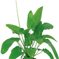Radican Sword (Echinodorus Cordifolius) - Live Aquarium Plant - Freshwater - Medium Light - size: Large