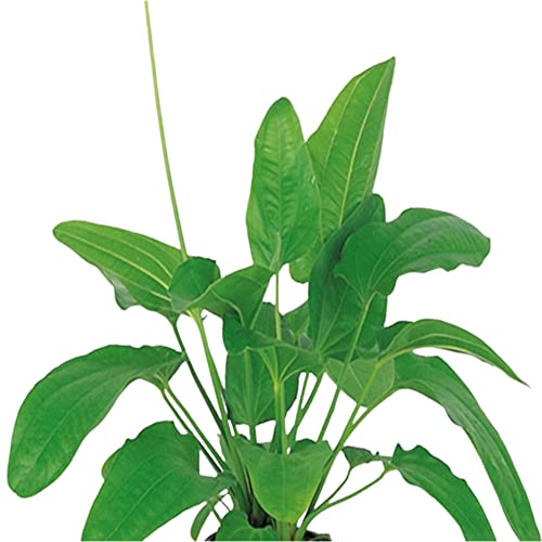 Radican Sword (Echinodorus Cordifolius) - Live Aquarium Plant - Freshwater - Medium Light - size: Large