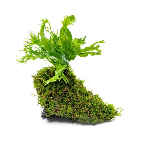 SubstrateSource Live Aquarium Plants on Driftwood - Java Fern Windelov with Moss - Freshwater Fish Tanks - Easy, Beginner Friendly - Driftwood Medium - color: Windelov & Christmas Moss, size: Driftwood - Medium
