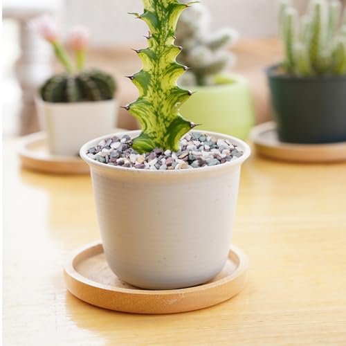 5 lbs Pea Gravel for Plants, Aquarium, Fish Tank, 3/8 inch Decorative Pebbles for Indoor Plants, Succulent, Bamboo, Vase, Drainage Rocks for Potted Plants, Top Dressing, Mixed Color - color: Colorful Mixed
