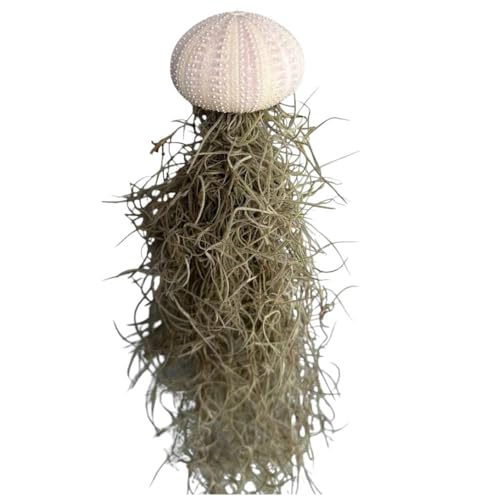 Jellyfish Spanish Moss Live Hanging Air Plant Ornament in Sea Urchin Shell (Small Purple Urchin) - size: Small Purple Urchin