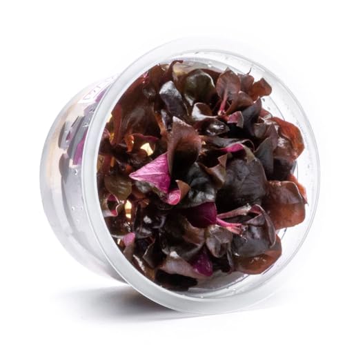 SubstrateSource Live Plants - Purple Scarlet Temple (Alternanthera lilacina) - Moderate to High Light Reddish Purple Stem Plant for Midground to Background Aquascapes - Tissue Culture Cup - color: Alternanthera Reineckii Lilacina Red Stem