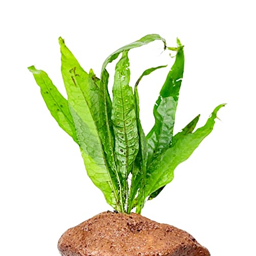 Java Fern On Driftwood Live Aquarium Plant Tropical Freshwater Decorations