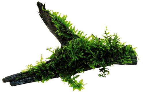 Aquarium Moss On Driftwood - Live Aquarium Plant - Freshwater - Low Light - size: Small 4-6 Inches