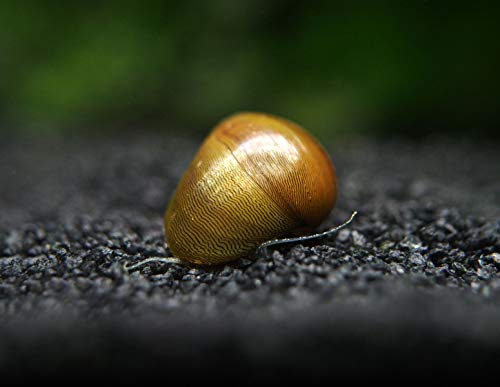 Aquatic Arts 10 Tiger Eye/Olive Nerite Snails | Mini Aquarium Snail | Betta Safe Glass Clearer | Nano Tank Accessories - size: 10-SNAILS