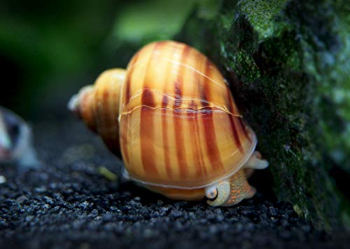 Aquatic Arts 5 Live Albino Mystery Snails | Freshwater Aquarium Scrapers/Real Living Nano Fish Tank Pet | Glass Clearing Snail Decorations - size: 5-SNAILS