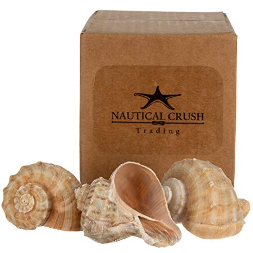 Hermit Crab Shells | Shells for Hermit Crabs | 3 Rapana Shells 2"-3" | Opening Size Approx. 1.75"-2" | Hermit Crab House for Décor | Plus Free Nautical eBook by Joseph Rains - color: 3 Rapana