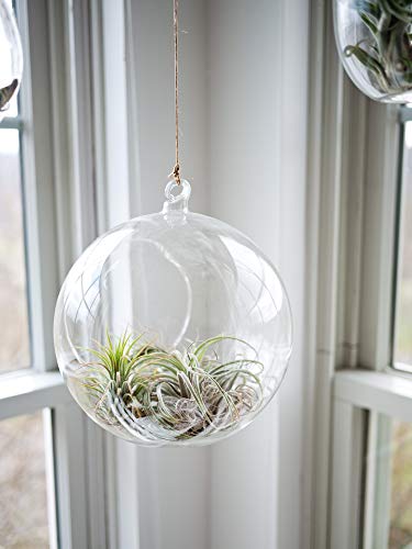 WGV Hanging Terrarium Globe, Width 8", Height 9", DIY Air Succulent Planter, Clear Glass Vase Orb with Flat Bottom, Candle Holder for Windowsill Outdoor Garden Decor, 6 Pieces Bulk - size: 8" Flat Bottom
