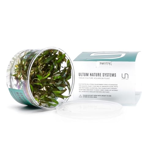 Ultum Nature Systems Cryptocoryne Wendtii Brown Tissue Culture Live Plant for Aquarium, Aquascape, Freshwater Fish Tanks - 100% Snail Free in Vitro - color: Cryptocoryne Wendtii Brown