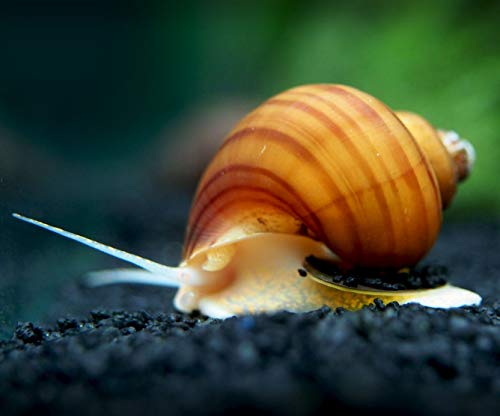 Aquatic Arts 5 Live Albino Mystery Snails | Freshwater Aquarium Scrapers/Real Living Nano Fish Tank Pet | Glass Clearing Snail Decorations - size: 5-SNAILS