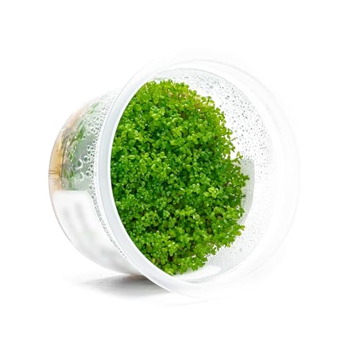 SubstrateSource Live Plant - Dwarf Baby Tears Hemianthus Callitrichoides Live Aquarium Plant Tissue Culture Cup - 100% Snail Free in Vitro (Dwarf Baby Tears) - color: Dwarf Baby Tears Hemianthus Callitrichoides